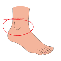 ankle