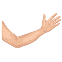 arm 💪