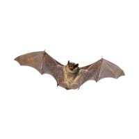  bat 🦇