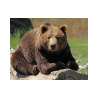 bear 🐻