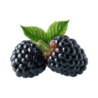blackberry
