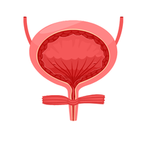 bladder