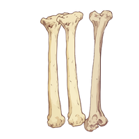 bone 🦴