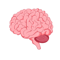 brain 🧠