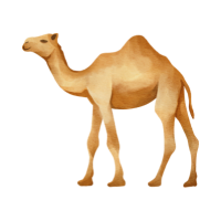  camel 🐫