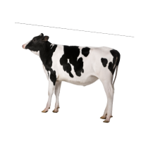 cow 🐄