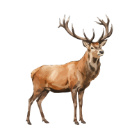  deer 🦌
