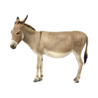 donkey 🫏