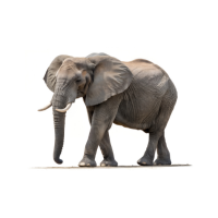  elephant 🐘