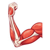  forearm 💪