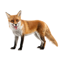 fox