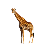 Spell the name of this animal 🦒