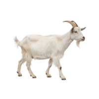 Goat 🐐
