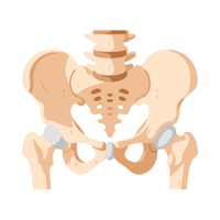 hip