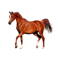 Horse 🐎