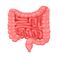  intestine 