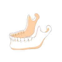 jaw