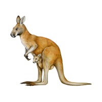  kangaroo 🦘