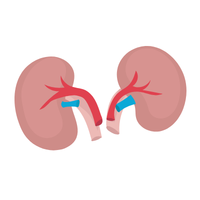 kidney 🫘