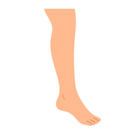leg 🦵
