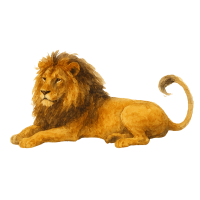  lion 🦁