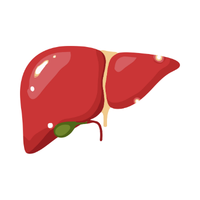 liver 🟤