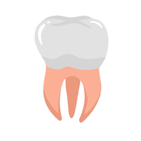 molar 🦷
