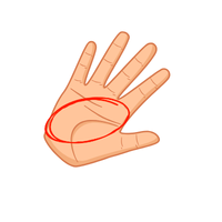 palm