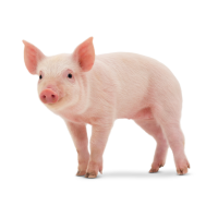 Pig 🐖