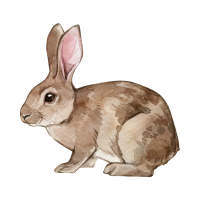 Rabbit 🐰