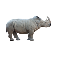  rhinoceros 🦏