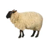 Sheep 🐑
