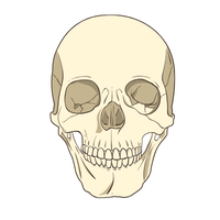 skull