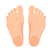 sole