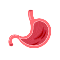 stomach 🥣