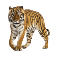 tiger 🐯