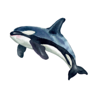 "whale 🐳" in Dutch 