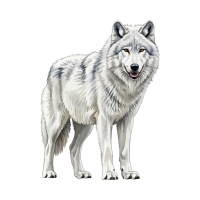 wolf 🐺