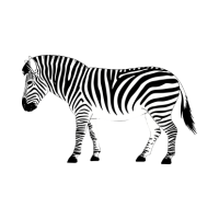 zebra 🦓